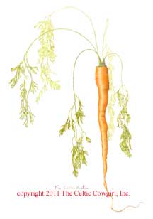 Carrot illustration