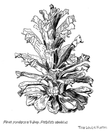 Pine cone illustration